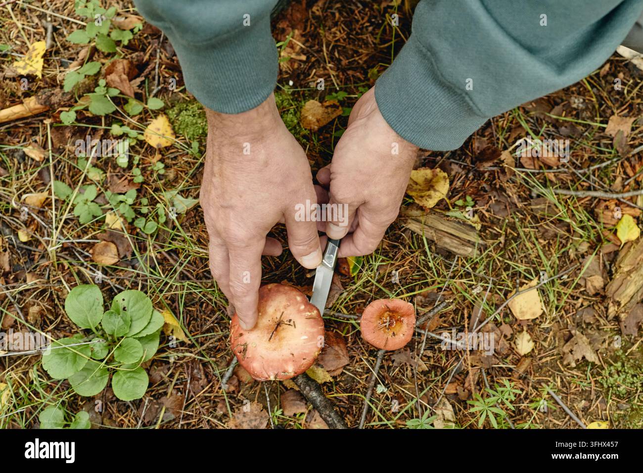 Homme âgé récoltant des champignons sauvages dans la forêt avec un couteau Banque D'Images