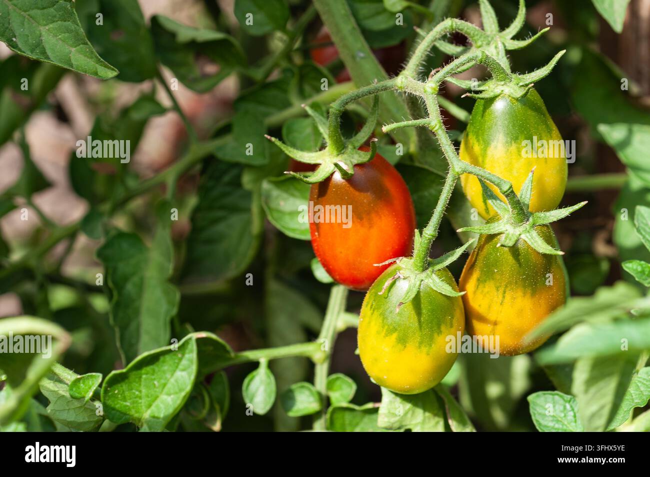 Tomates anciennes mûrissant sur la vigne avec des feuilles vertes vibrantes au soleil Banque D'Images