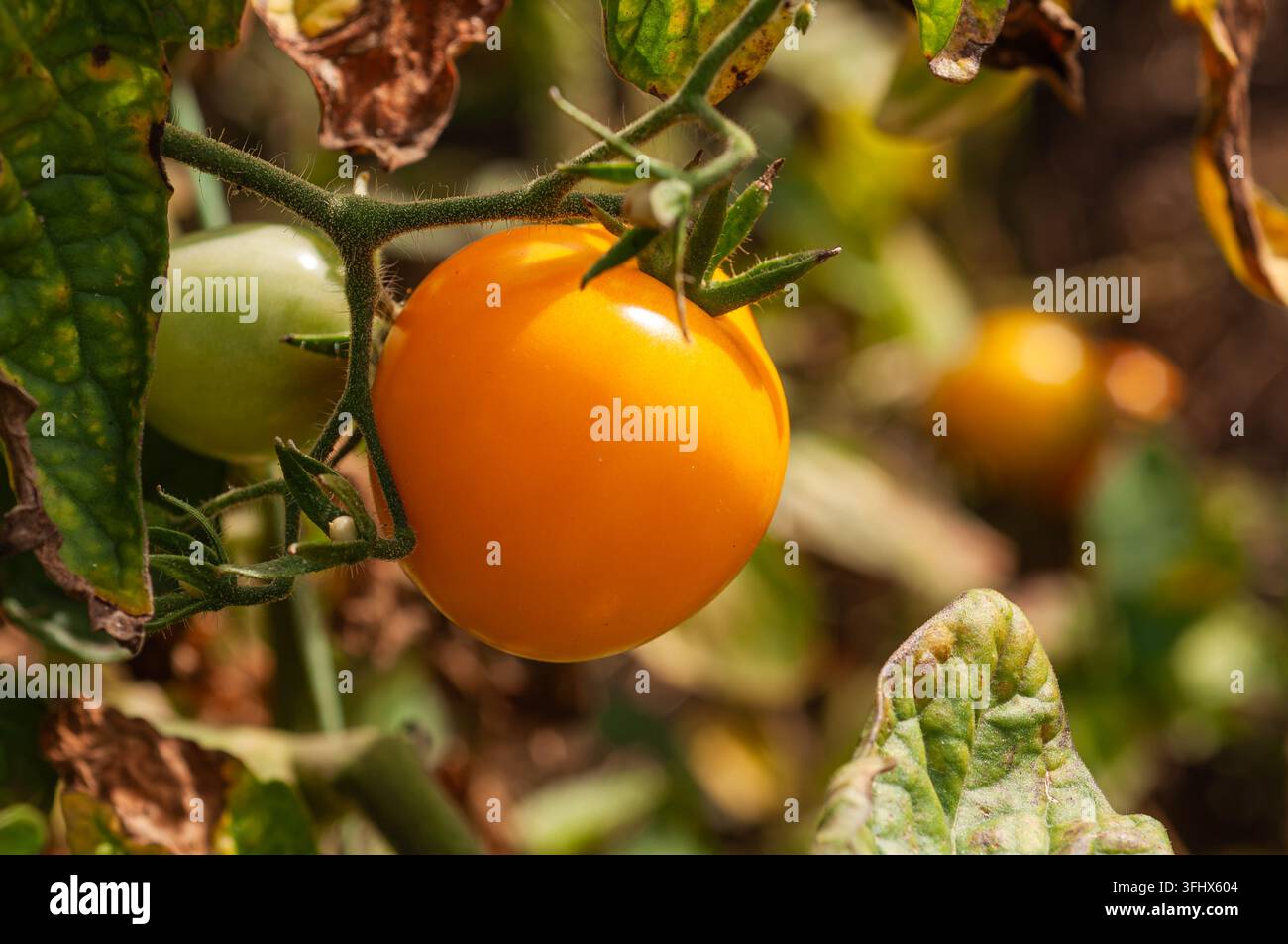 Tomate orange mûre poussant sur la vigne dans un cadre de jardin Banque D'Images