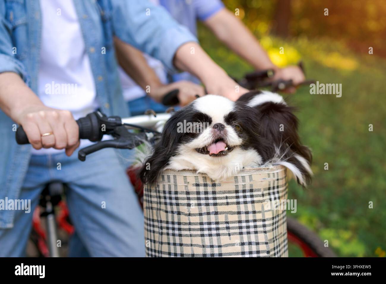 Deux adorables chiens Chin noir et blanc penchés dans le panier à vélo. Un chien montre Banque D'Images