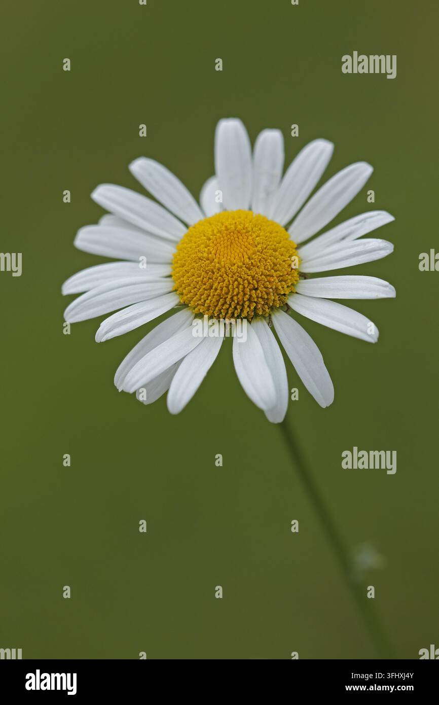 Marguerite commune (Leucanthemum vulgare) Banque D'Images