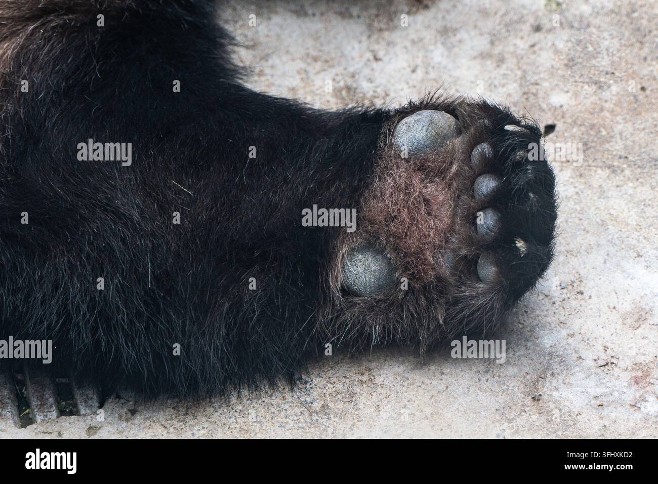 Gros plan de la patte d'un panda géant avec des coussinets noirs Banque D'Images