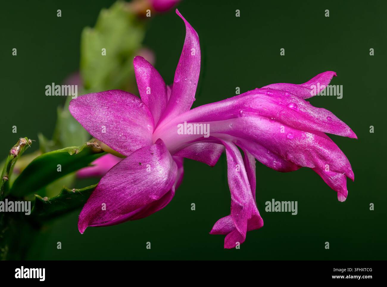 Fleur de cactus de Noël magenta en macro sur fond vert foncé Banque D'Images