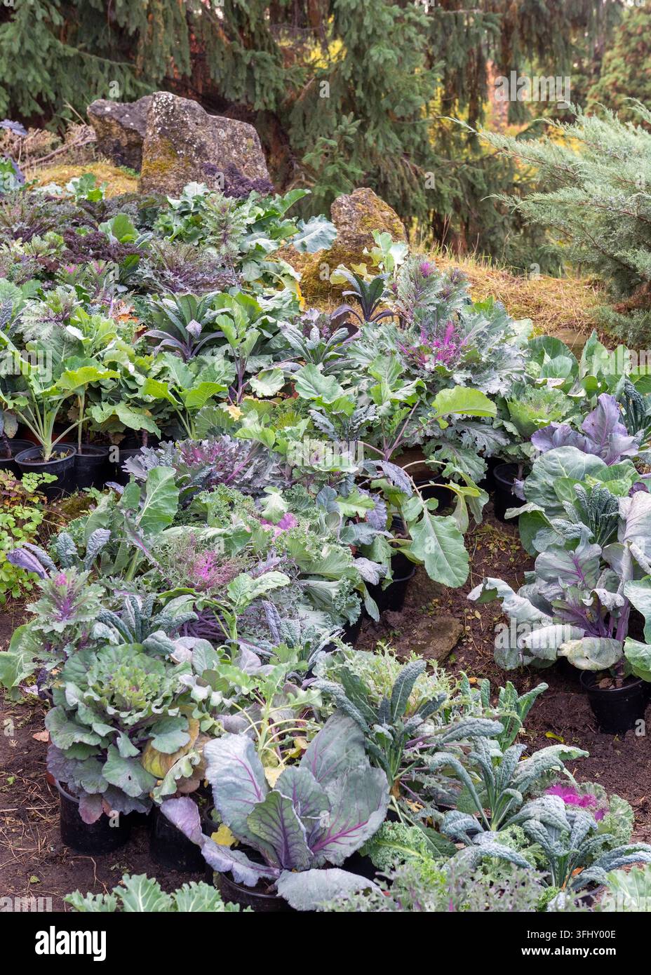 Rangs de plantes de chou ornemental en pot dans un jardin d'automne Banque D'Images