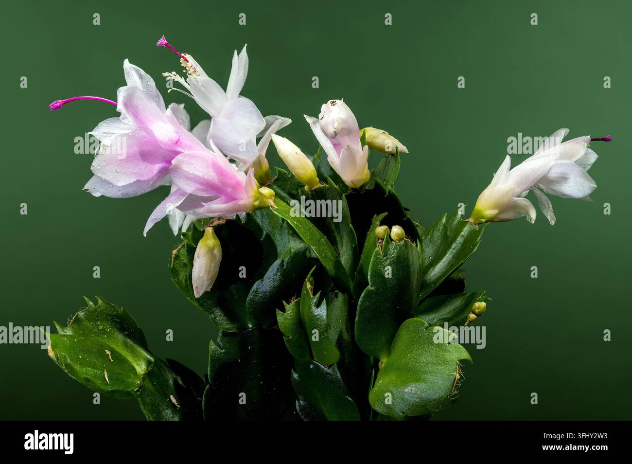 Gros plan de cactus de Noël blanc fleuri sur fond vert Banque D'Images