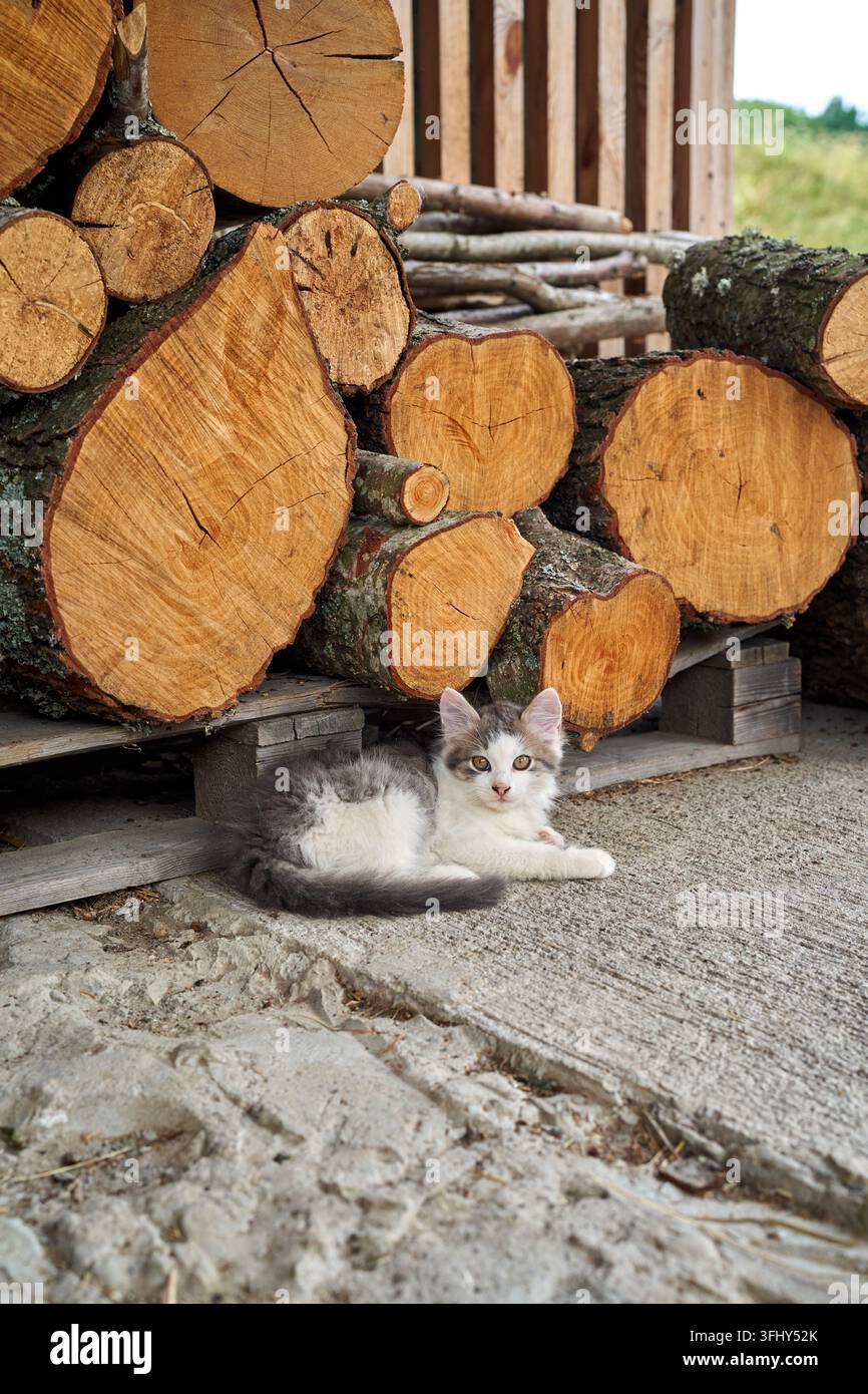 Un chaton duveteux se repose à côté d'une pile de bois de chauffage dans une grange rurale. Banque D'Images