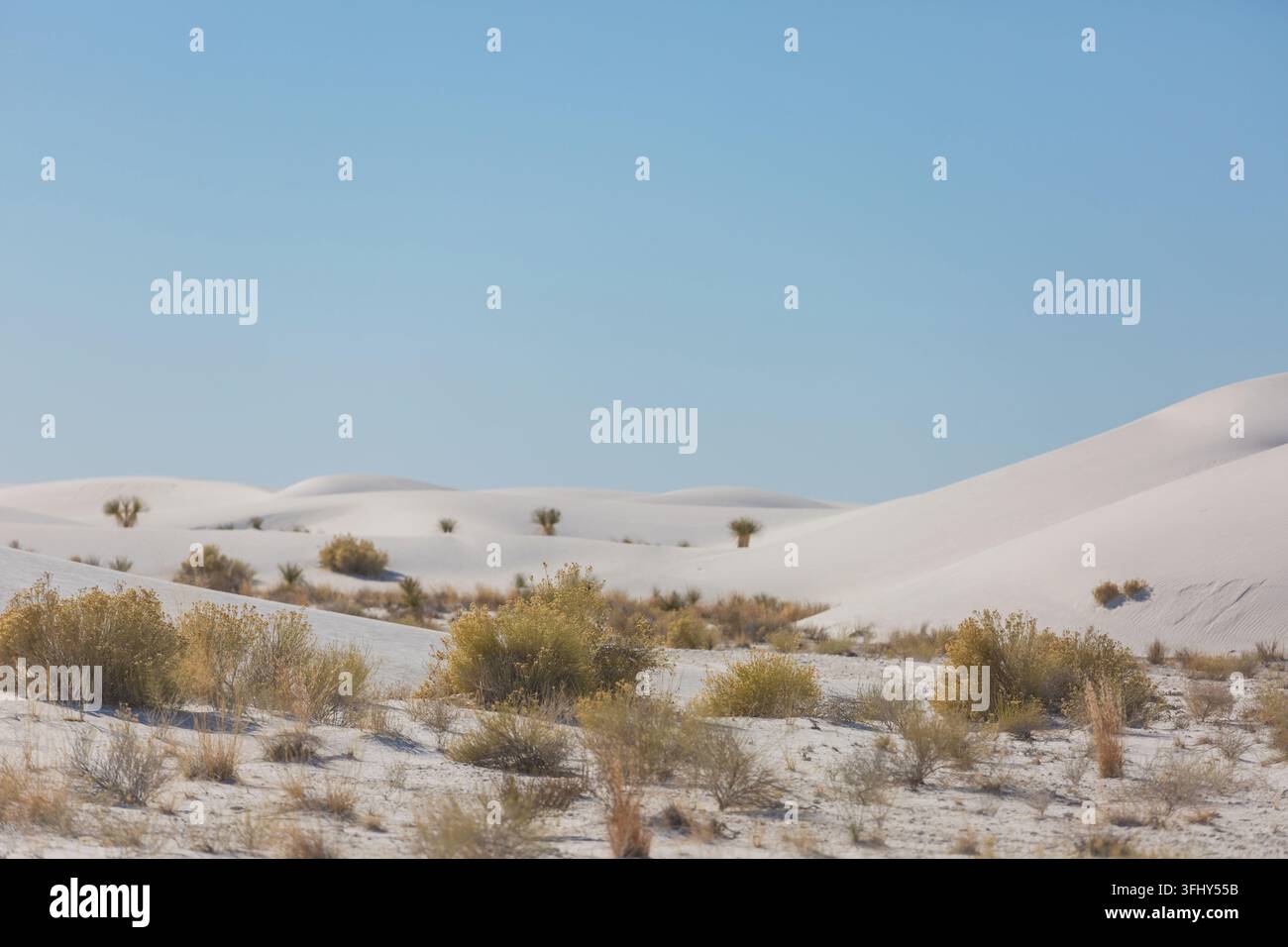 Paysages insolites -plantes du désert dans le parc national de White Sands, Nouveau-Mexique, États-Unis Banque D'Images