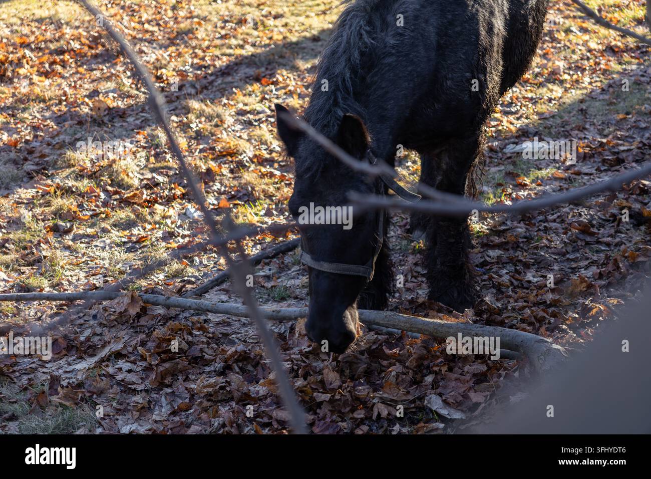 Le cheval noir se tient tranquillement parmi les feuilles tombées dans une prairie ensoleillée, capturant l'essence sereine de la vie à la ferme et de l'exploration silencieuse de la faune Banque D'Images