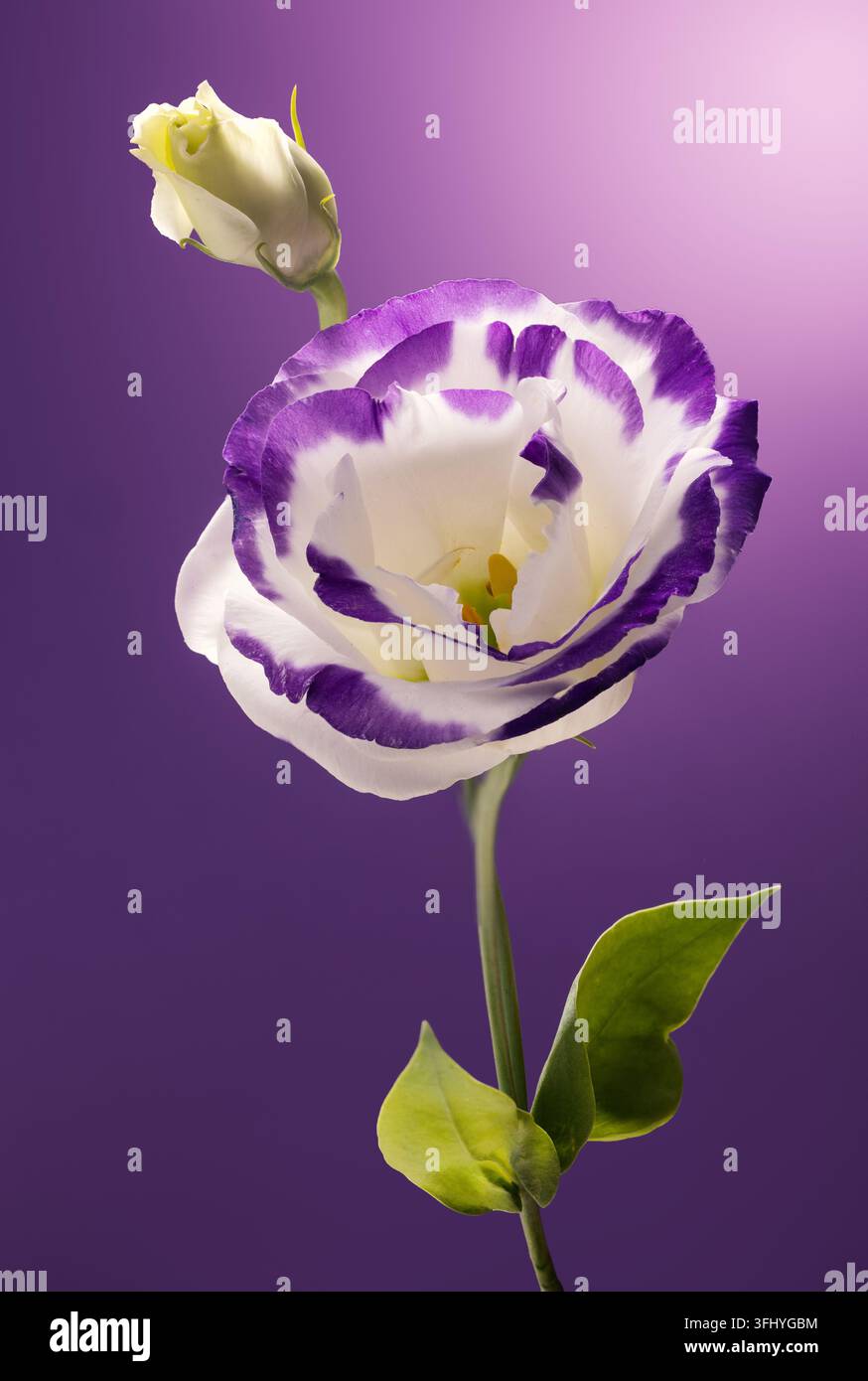 Fleur d'eustoma lisianthus violette et blanche avec bouton isolé sur un fond dégradé violet Banque D'Images