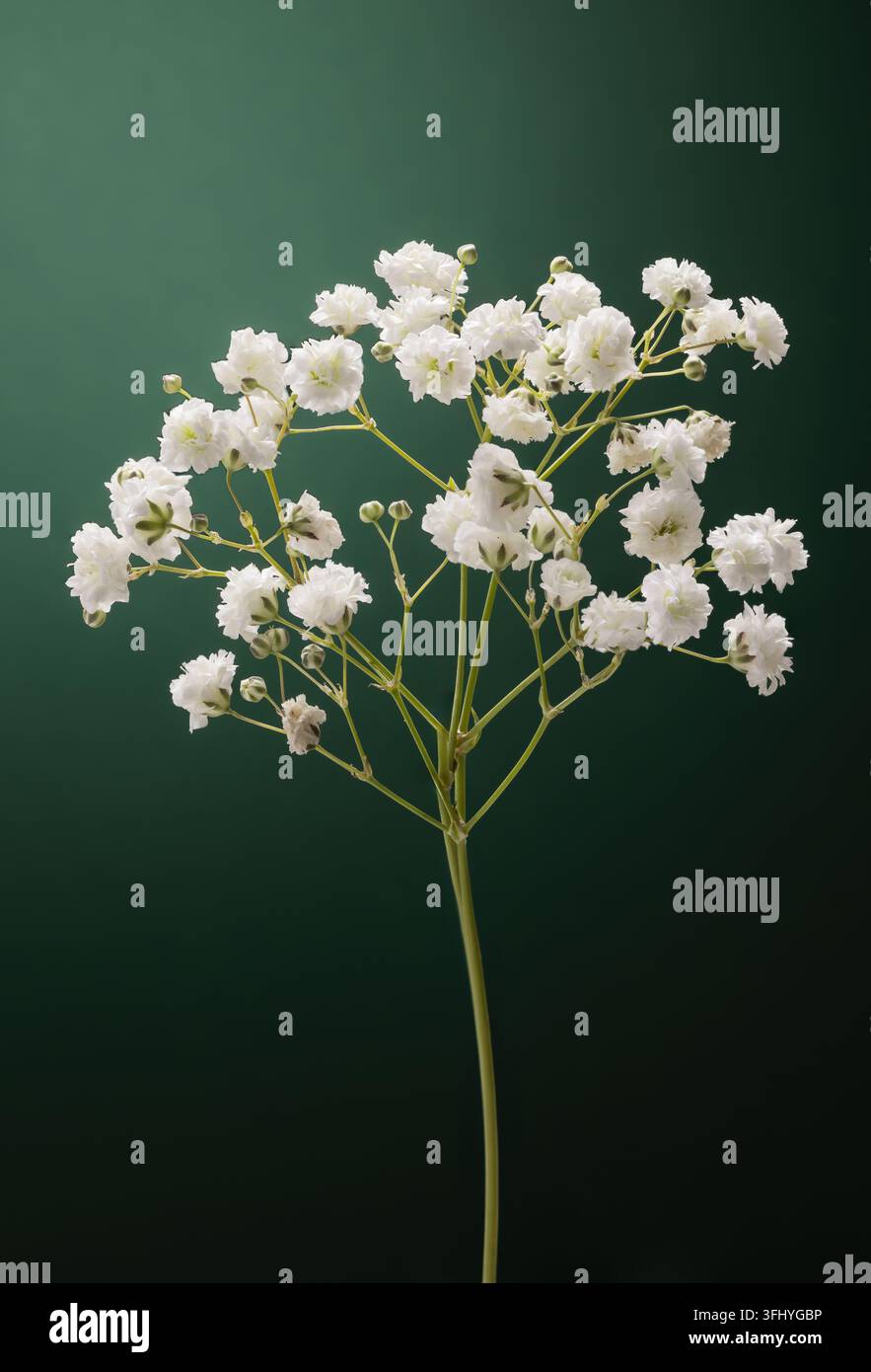 Fleurs de gypsophile blanc (babydouceur) sur tige isolées sur un fond dégradé vert foncé Banque D'Images