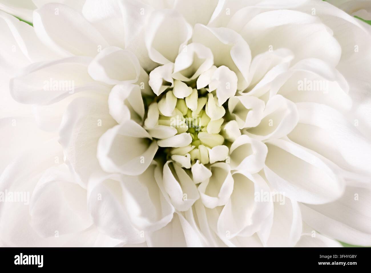 Macro extrême gros plan de la texture des pétales de fleur de chrysanthème blanc Banque D'Images