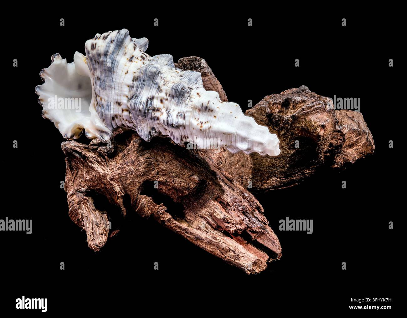 Plan macro studio d'une coquille de truncule Hexaplex sur bois flotté naturel. L'image met en évidence la forme spiralée et la texture robuste du spécimen murex Banque D'Images