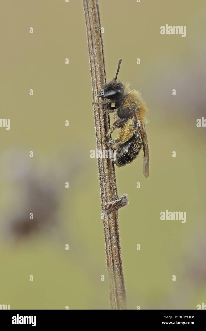 Abeille sable bicolore, Andrena bicolor, abeille minière de Gwynne Banque D'Images
