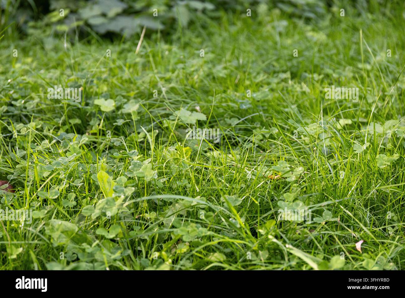 Herbe verte fraîche et feuilles de trèfle sur une prairie Banque D'Images