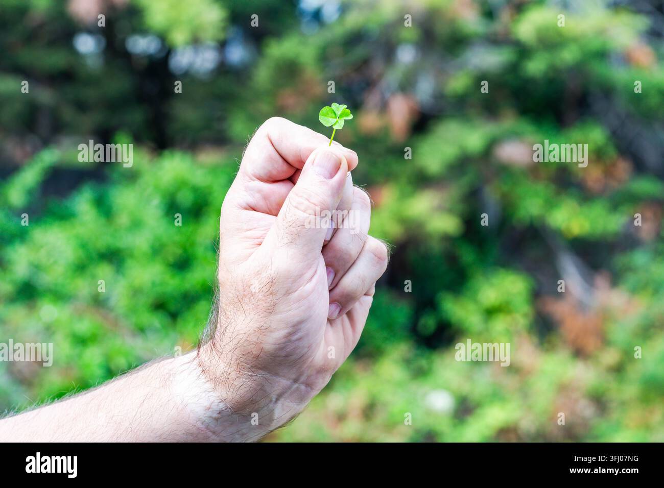Une main tenant un trèfle à quatre feuilles vert sur un fond flou Banque D'Images