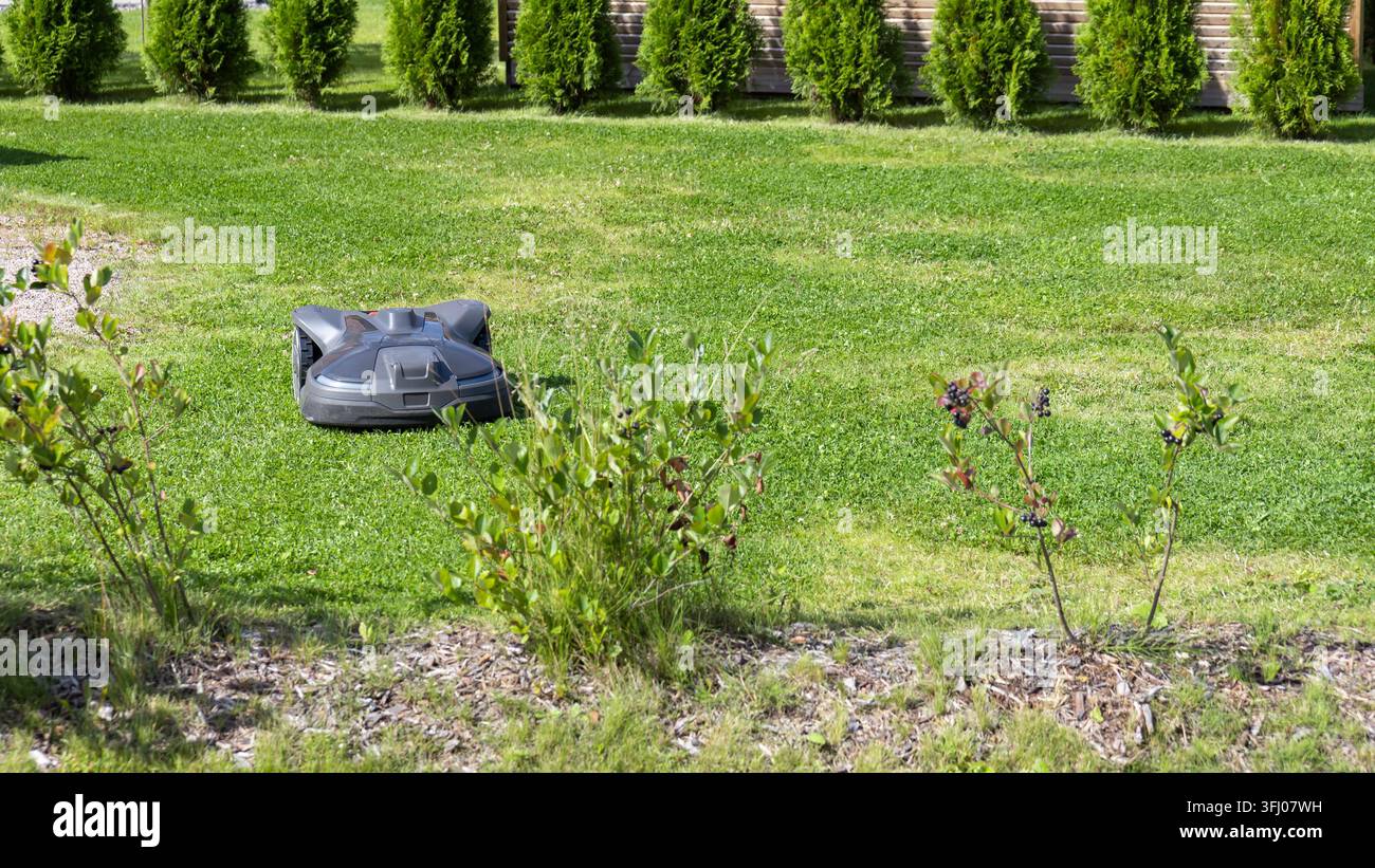 Une tondeuse à gazon robotique autonome coupe efficacement l'herbe dans un paysage de jardin ensoleillé présentant divers buissons verts, des plantes à baies et des graminées plus hautes Banque D'Images
