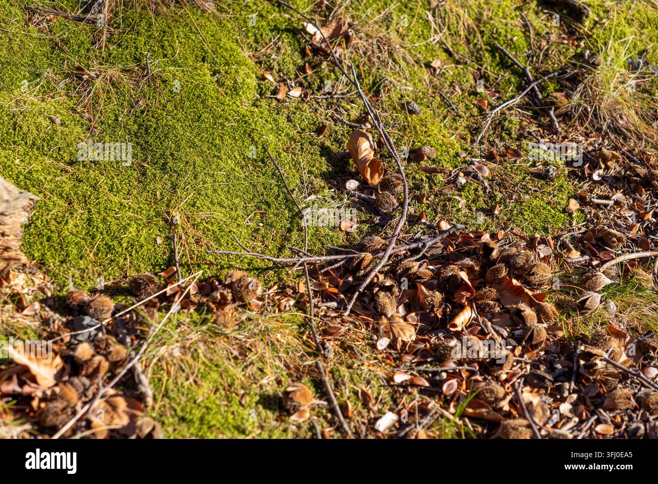 Des enveloppes de marron tombées et du feuillage sec s'éparpillent sur une parcelle de mousse verte vibrante dans une forêt, créant un fond texturé saisonnier reflétant le Banque D'Images