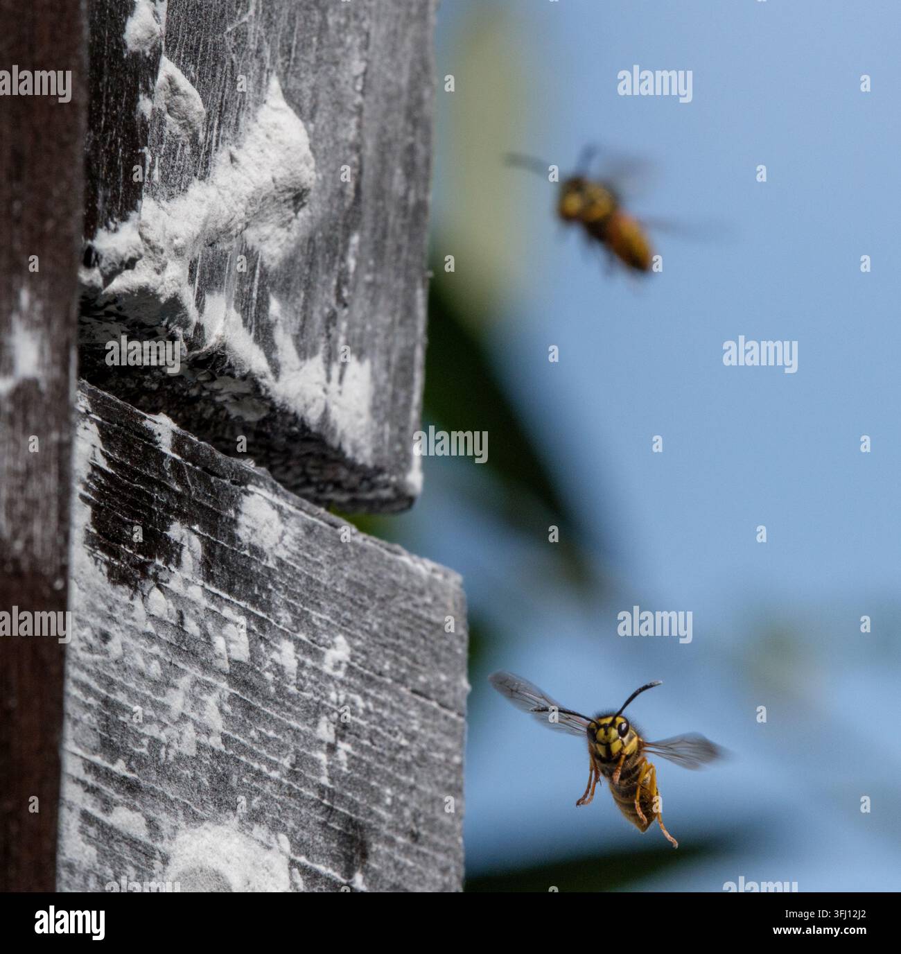 Guêpes entrant dans l'entrée d'un nid de guêpes construit dans une maison avec des interstices dans le revêtement en bois. On peut voir un insecticide sec en poudre appliqué à l'extérieur pour tuer le nid. Banque D'Images