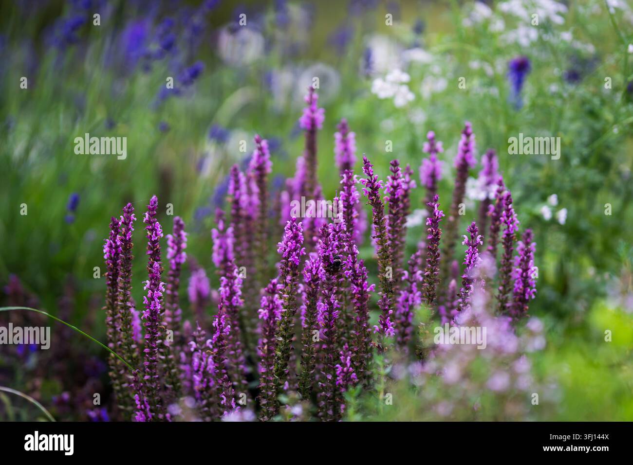 Salvia nemorosa, communément appelée clary des Balkans ou sauge des bois, avec des fleurs à deux lèvres rose-violet vif disposées en épis denses et dressés. Banque D'Images