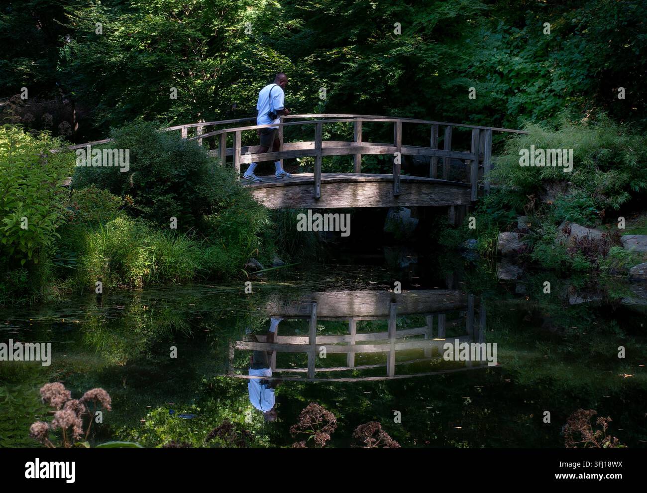 Une personne traversant une passerelle en bois incurvée au-dessus d'un étang avec un feuillage vert et des reflets d'eau Banque D'Images