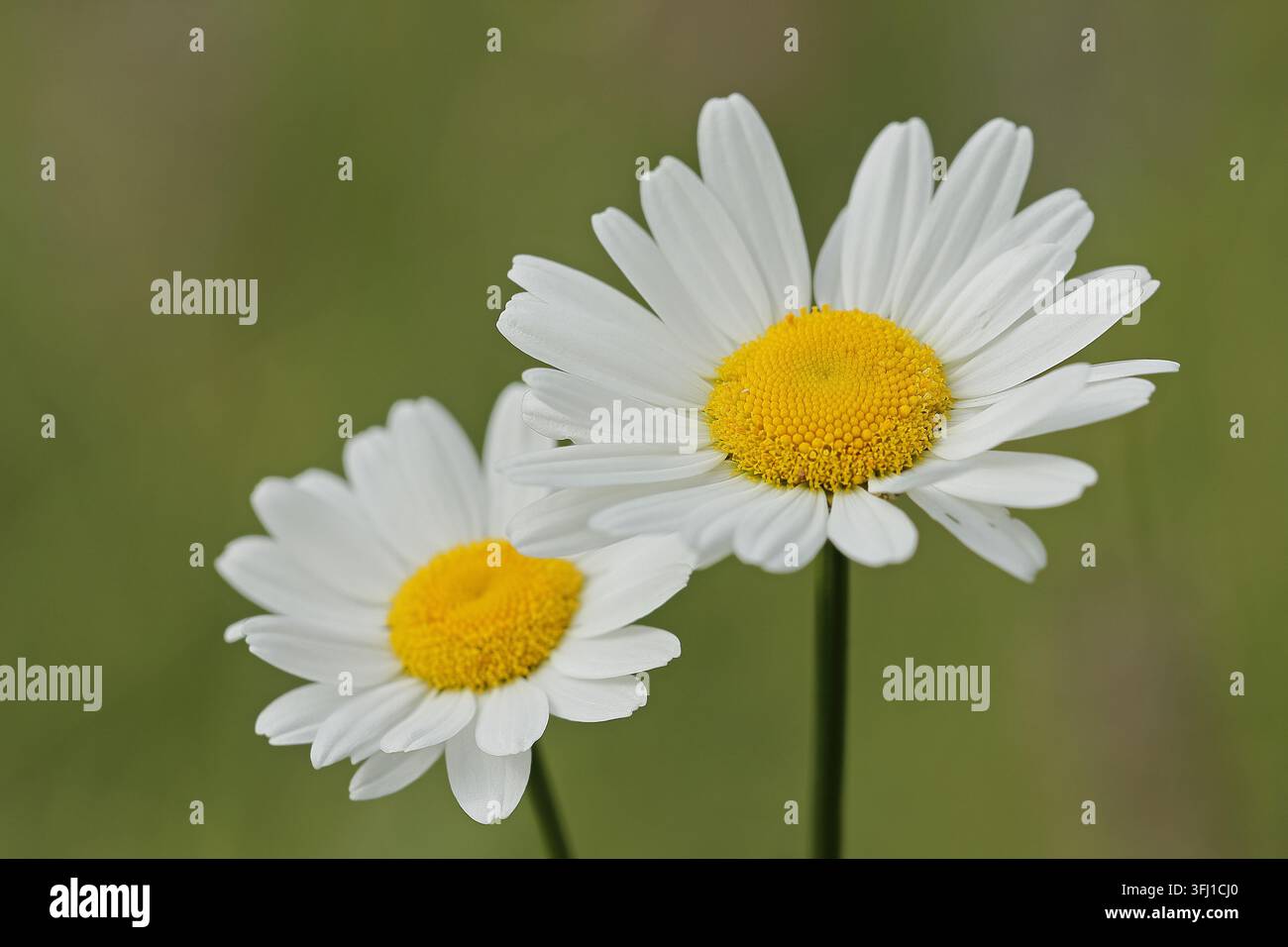 Marguerite commune (Leucanthemum vulgare) Banque D'Images