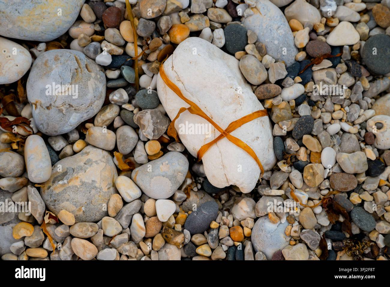 Galet de craie blanche naturellement enveloppé par une liane d'algue brune parmi du silex et des pierres de plage arrondies à Flamborough Head, East Yorkshire, Angleterre. Banque D'Images