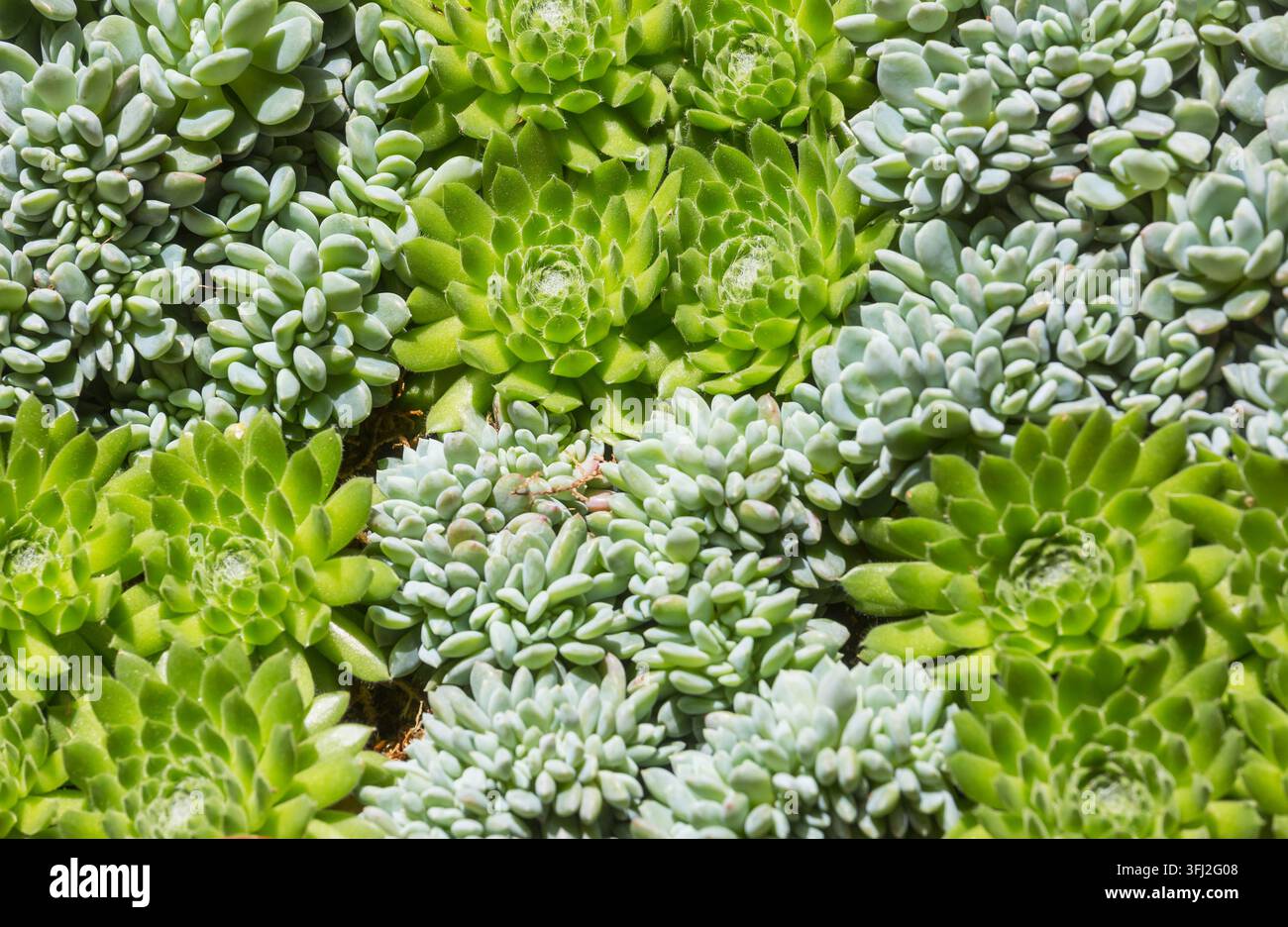 Plantes Succulentes dans jardin exotique Banque D'Images