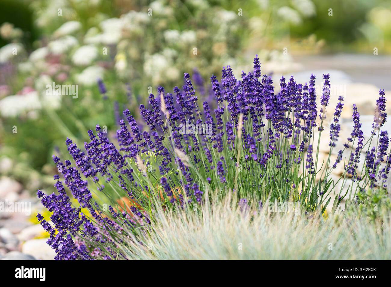 Lavandula angustifolia, communément appelé lavande anglaise ou vraie lavande, formant un massif dense de fines épis de fleurs violettes. Banque D'Images