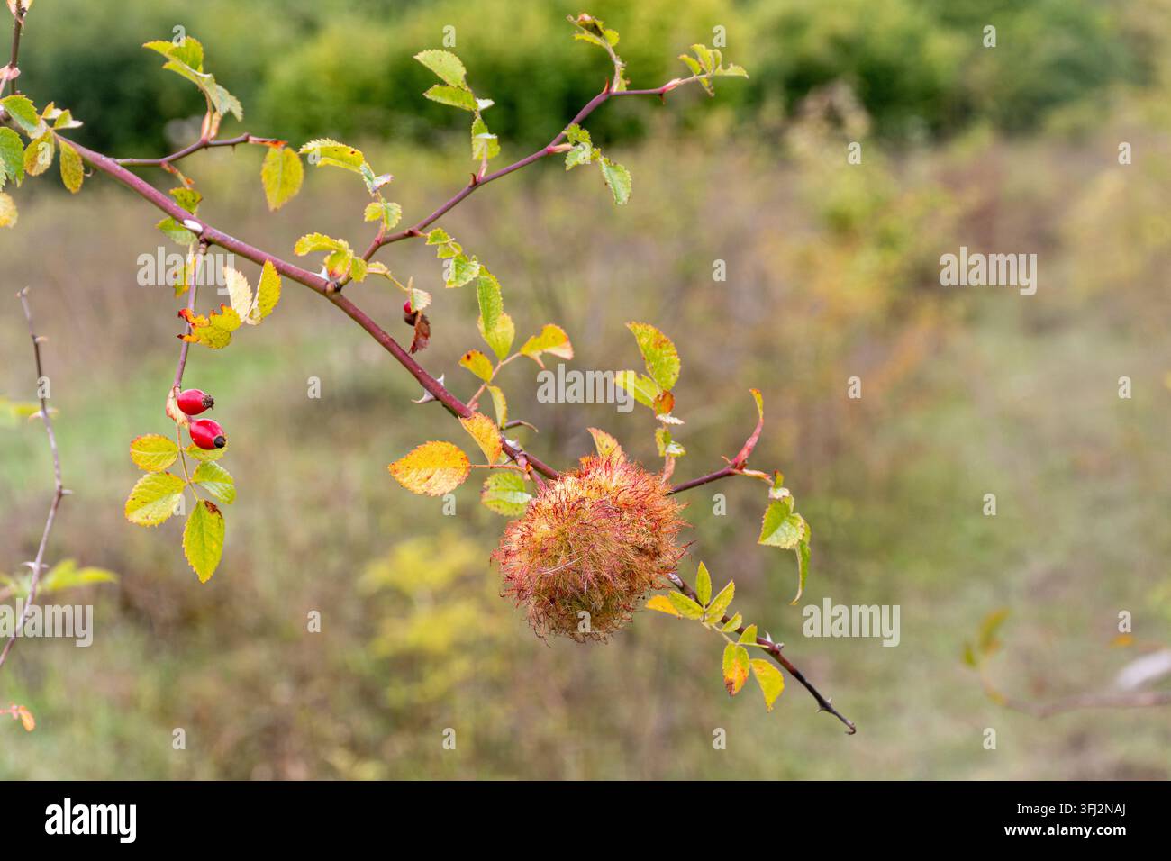 L'églantier rouge sur un chien sauvage rose (rosa canina) avec un Robin's pincushion gall (également nommé rose bedeguar gall) causés par la guêpe Diplolepis rosae Banque D'Images
