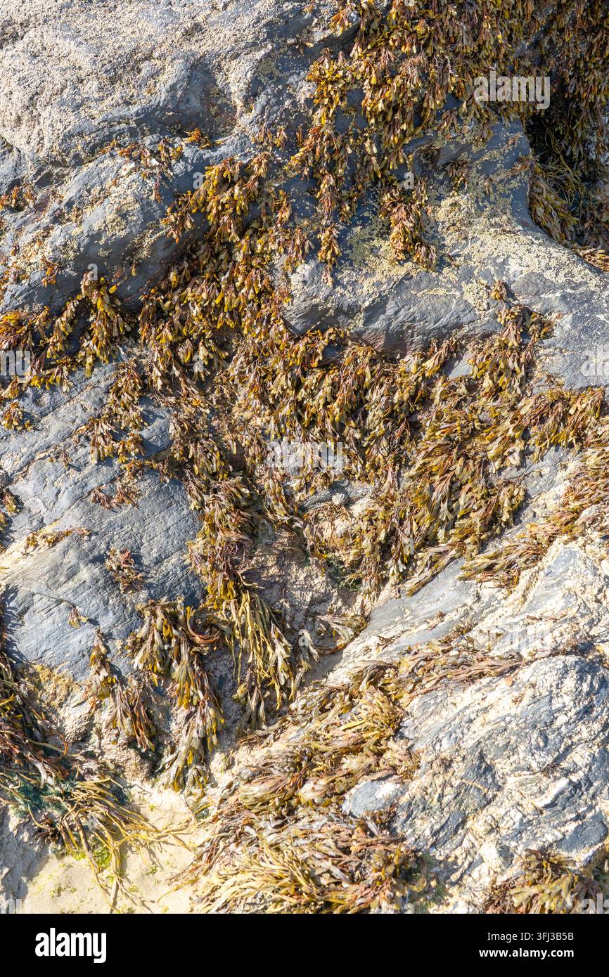 Algues séchant au soleil sur des rochers Banque D'Images