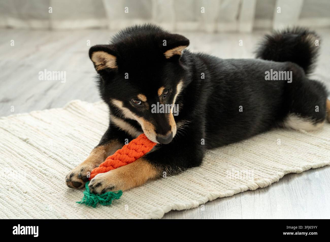 Un adorable chiot Shiba Inu noir repose sur un tapis blanc avec une carotte jouet sur un plancher en bois. Concept de temps de jeu avec un animal de compagnie. Banque D'Images
