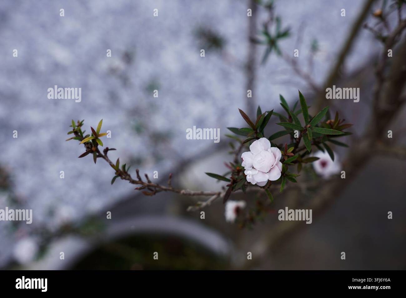 Fleur double Leptospermum d’un blanc pur comme la neige en pleine floraison sur la branche Banque D'Images