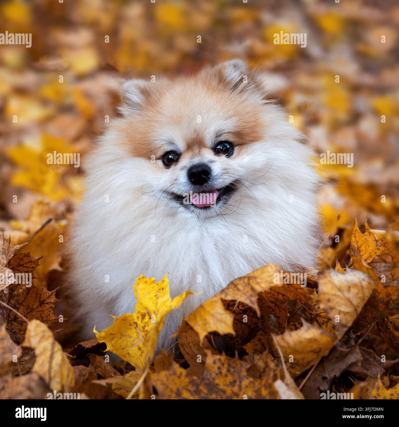 Adorable chien Poméranien souriant assis parmi des feuilles d'automne colorées tombées en plein air Banque D'Images