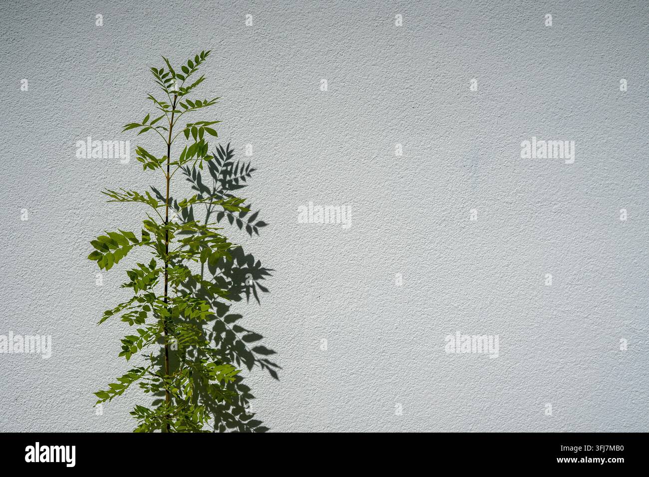 Plante verte avec ombre sur fond mural texturé blanc Banque D'Images