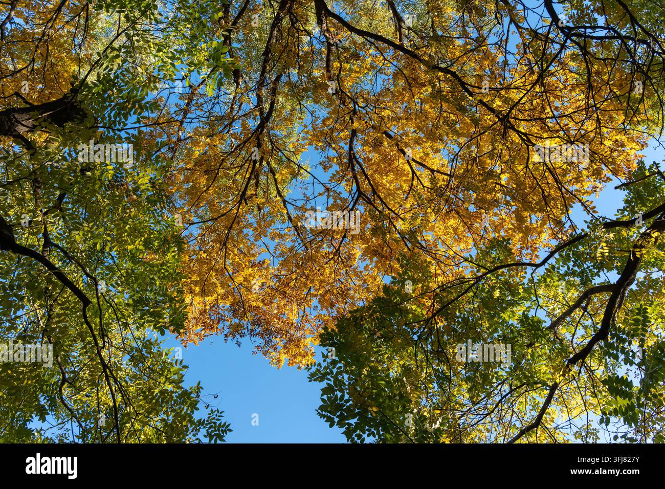 Prise de vue en contre-plongé d'une forêt dorée avec dégradé jaune-vert sous un ciel bleu clair par une journée d'automne ensoleillée, paysage automnal lumineux et apaisant en arrière-plan naturel Banque D'Images