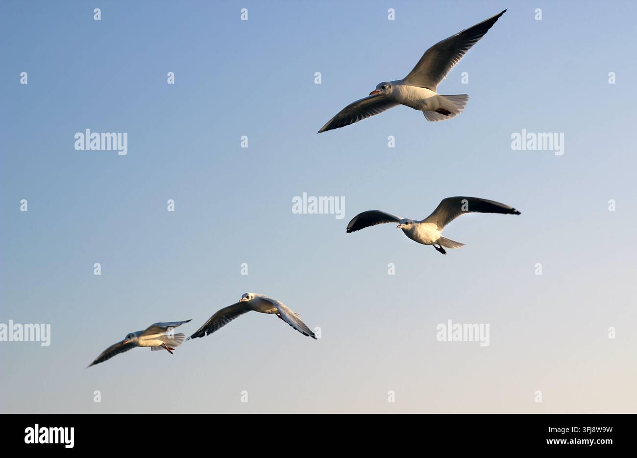 Belle vue horizontale d'un groupe de quatre mouettes blanches planant haut dans le ciel bleu et pur. Banque D'Images