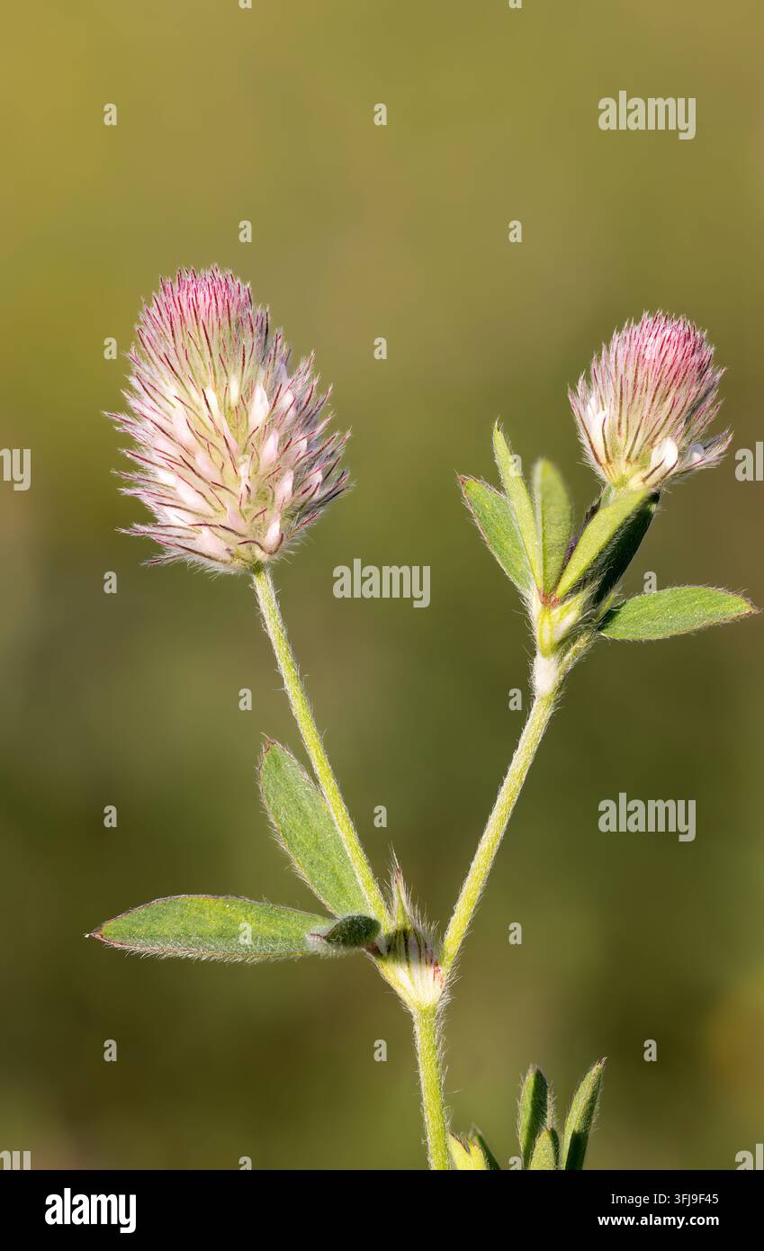 Trèfle à pied de lièvre en floraison Banque D'Images