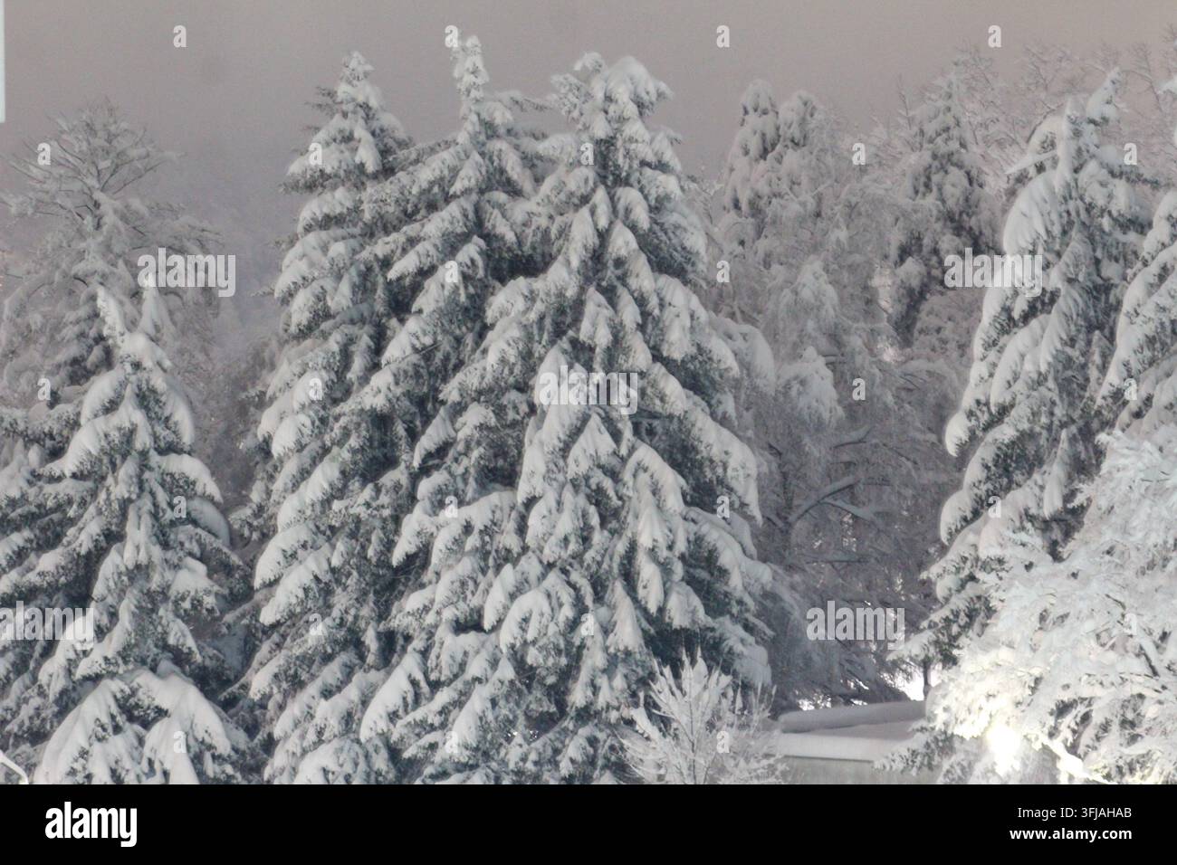 Deux grands pins à feuilles persistantes lourdement recouverts de neige fraîche, se dressant dans une forêt tranquille sous un ciel hivernal brumeux au crépuscule. Banque D'Images