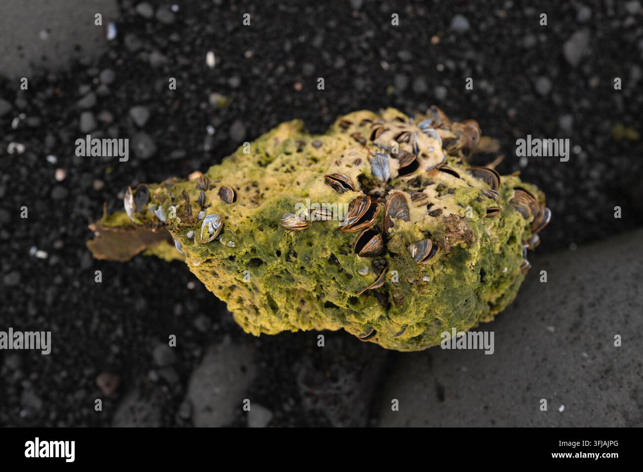 Vue rapprochée par-dessus d'une roche volcanique poreuse recouverte d'algues vertes et de petites coquilles de moules sur une plage de galets de sable noir. Banque D'Images