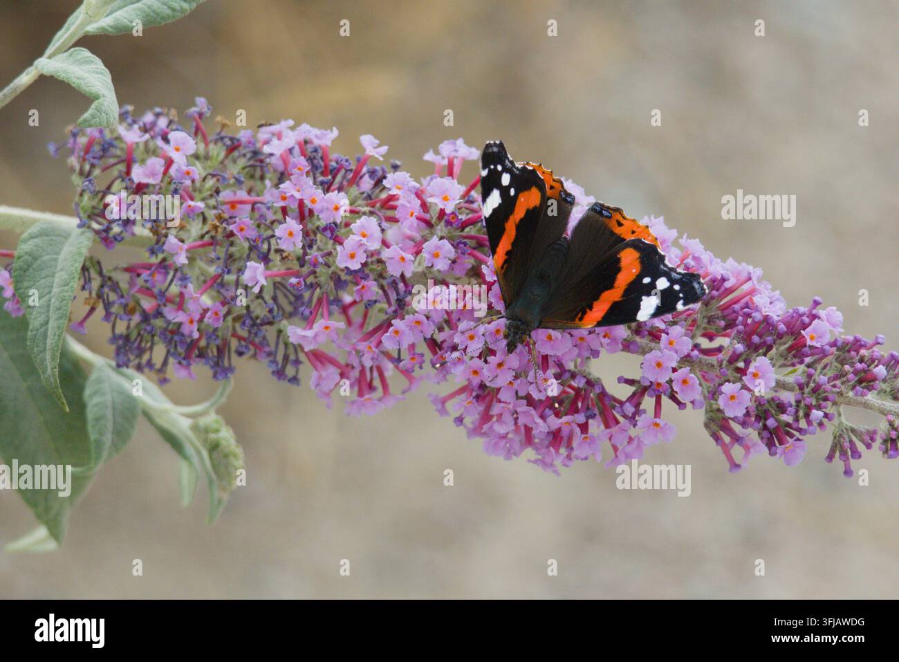 Un papillon admiral rouge reposant sur une fleur ouverte d'un buisson papillon violet en pleine floraison. Pris à Paddock Wood, Kent, Royaume-Uni. Banque D'Images