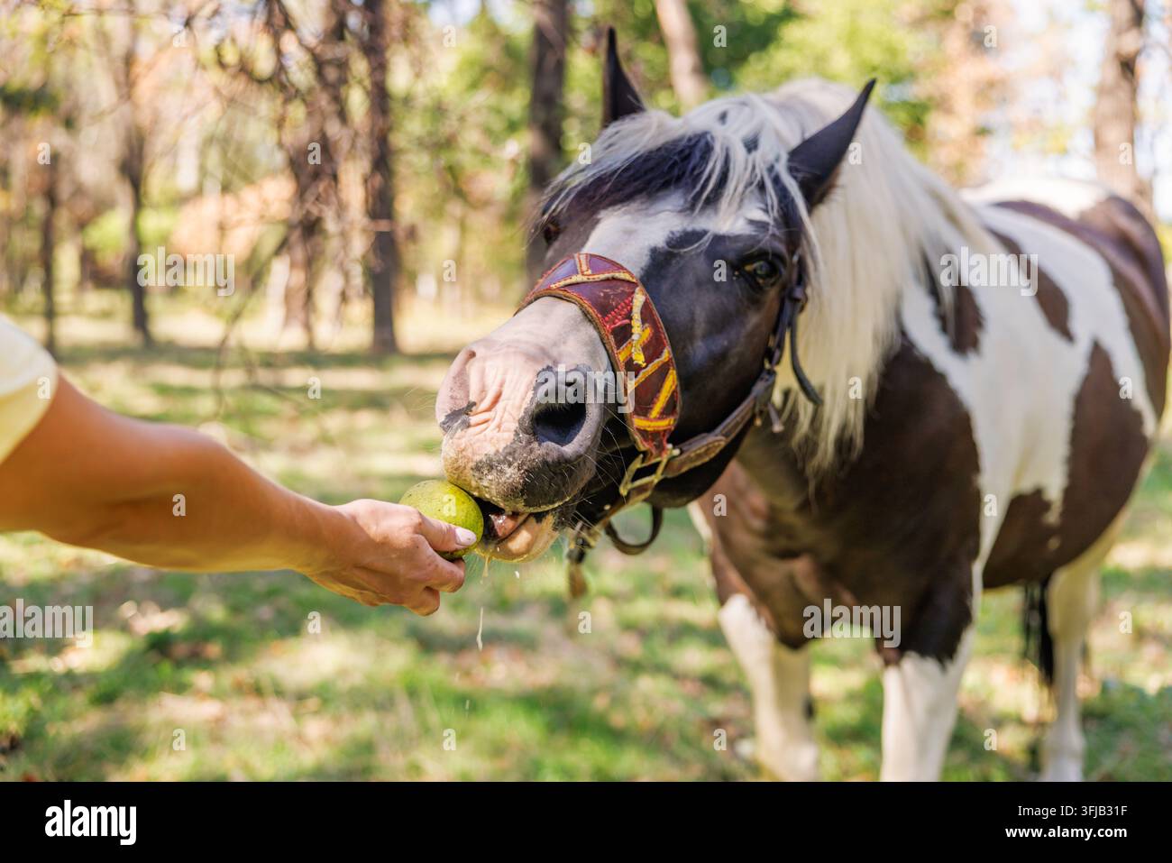 Cheval pie mangeant une pomme de la main d'une personne en plein air Banque D'Images