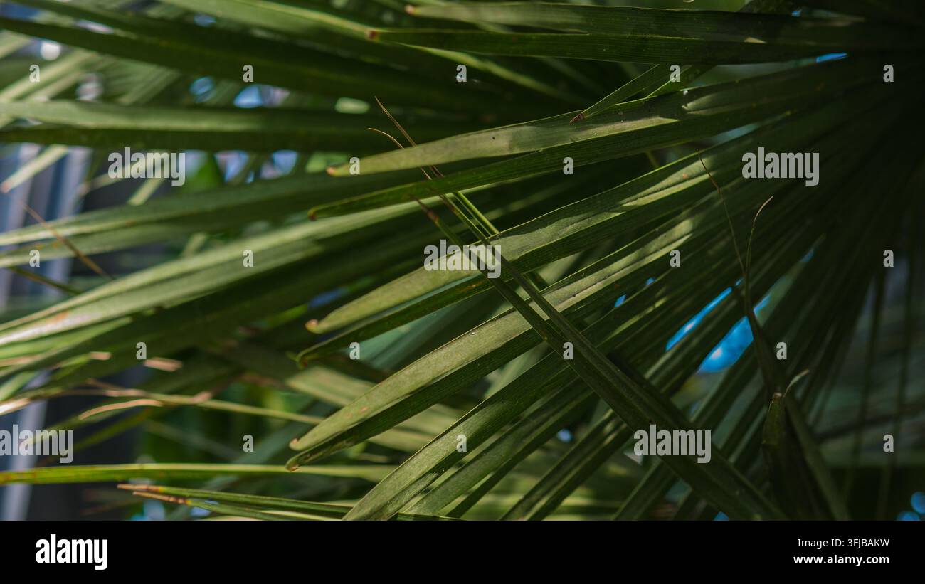 Feuilles de palmiers verts entrecroisées en gros plan, motif abstrait de feuilles tropicales se chevauchant — concept de fond texturé botanique Banque D'Images