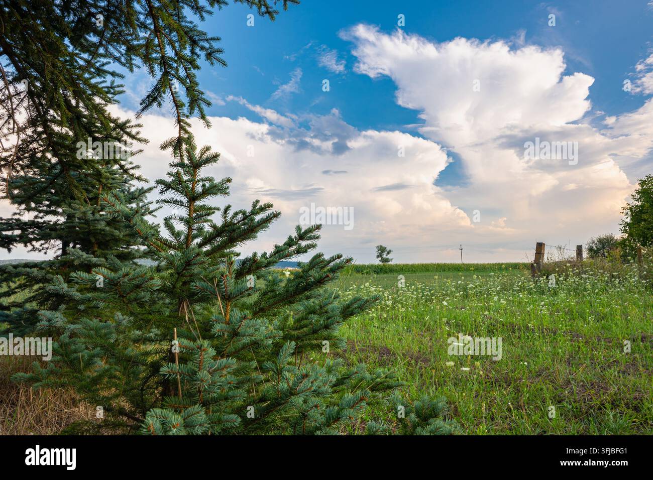 Nuages d'orage sur la campagne du centre de la Transylvanie, Roumanie avec un épicéa au premier plan. Banque D'Images