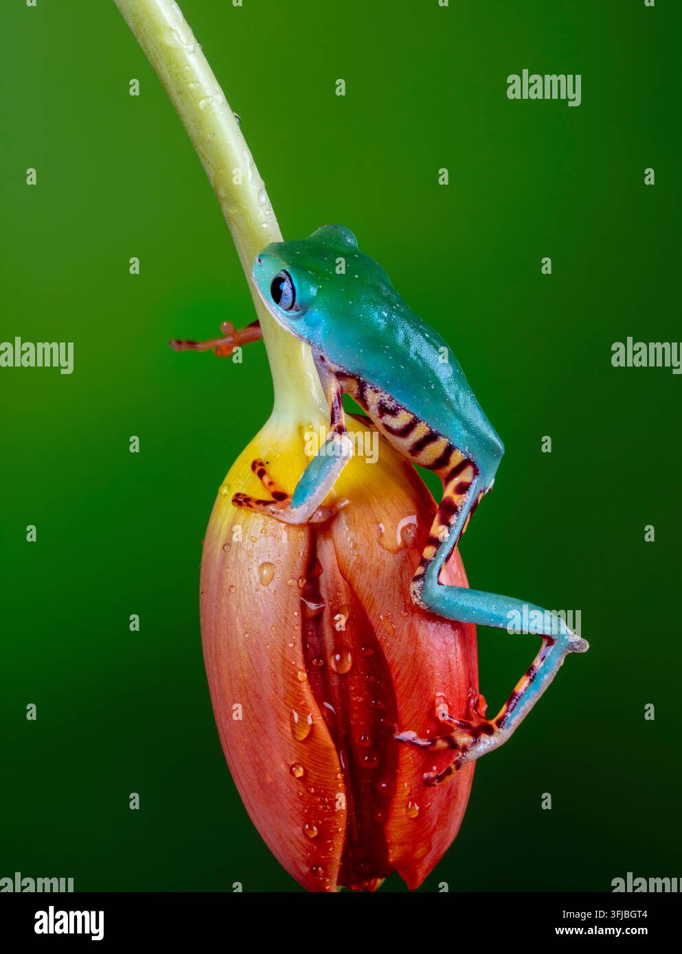 Grenouille arboricole splendide (Cruziohyla calcarifer) posée sur une fleur d'héliconia tropicale rouge. Banque D'Images