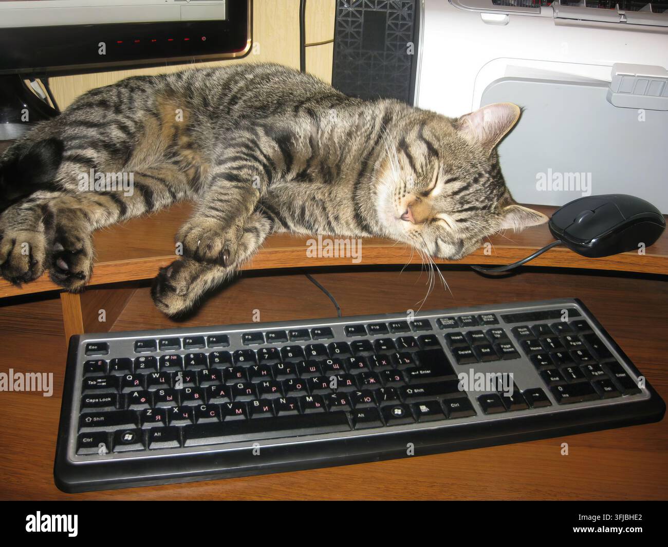 Un chat domestique tigré dort profondément au milieu de l'équipement informatique, y compris un clavier et une souris, sur un bureau en bois. Banque D'Images