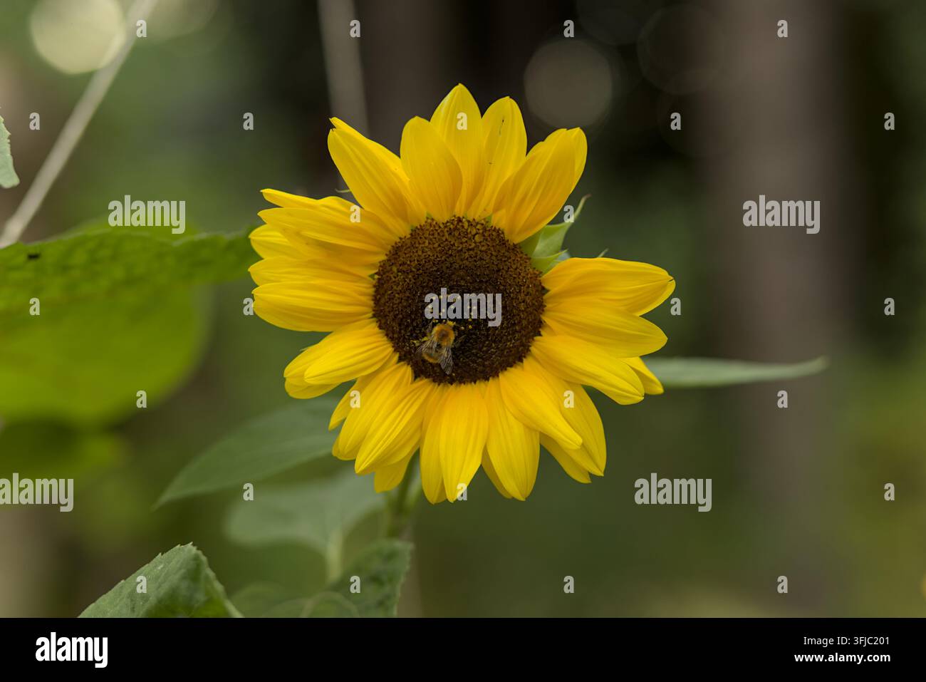Bumblebee sur le tournesol Banque D'Images