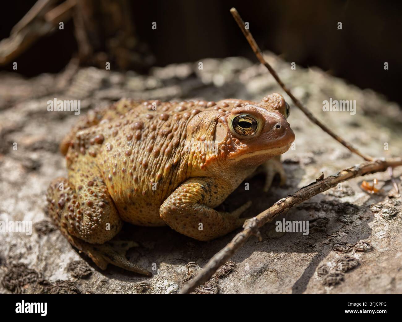 Gros plan d'un crapaud américain sur un rocher dans une forêt de Muskoka, Ontario Banque D'Images