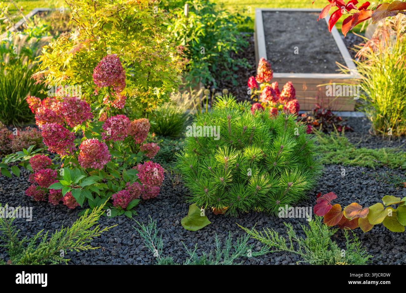 Un arbuste de pin compact pousse à côté de têtes de fleurs d’hortensia dans un lit de jardin rembourré de gravier. Un lit surélevé en bois vide et d’autres arbustes se dressent derrière Banque D'Images