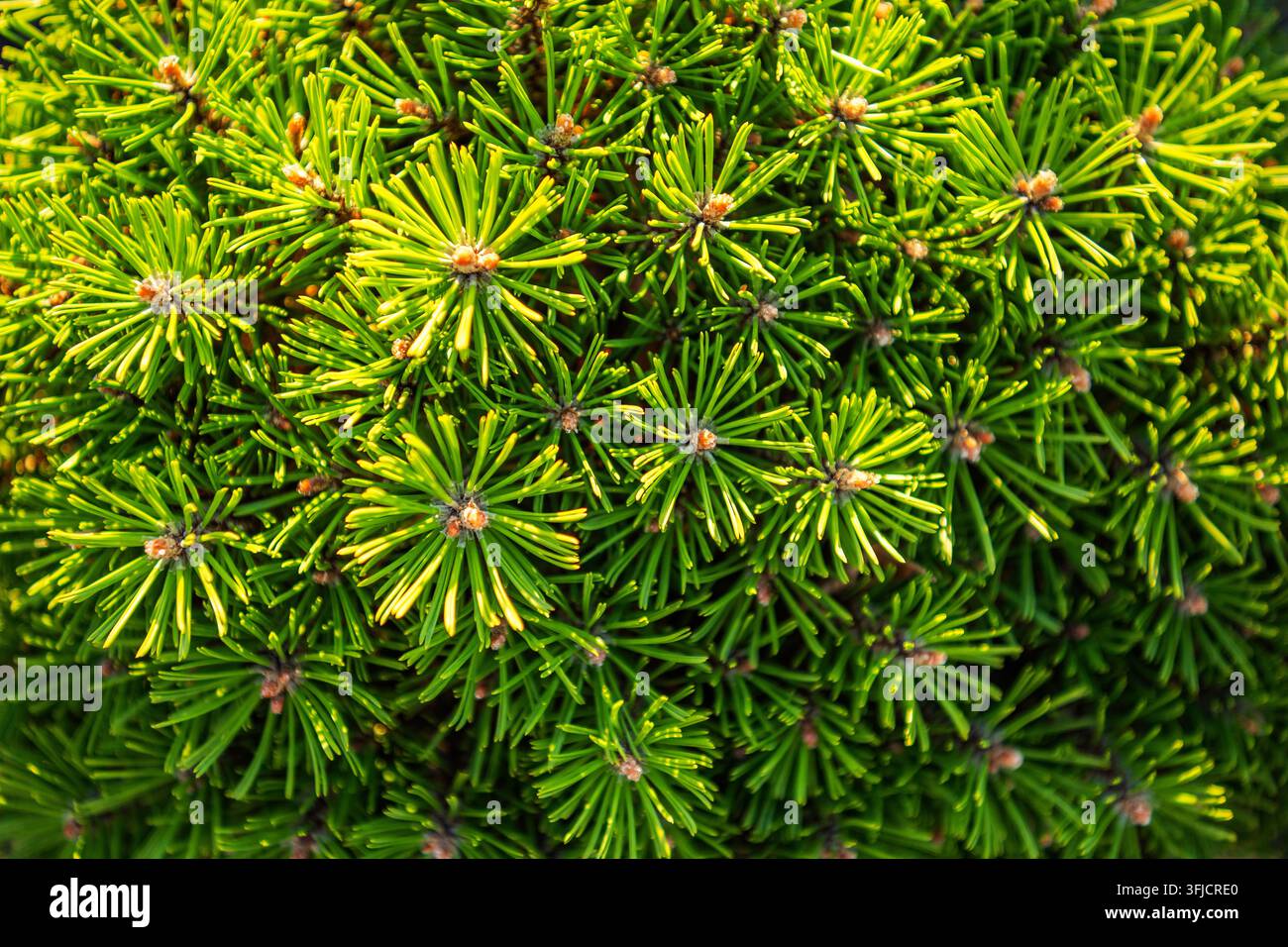 Des grappes d'aiguilles de conifères et de petites bourgeons remplissent le cadre. La lumière du soleil met en évidence l'arrangement radial des aiguilles autour des extrémités des branches. Banque D'Images