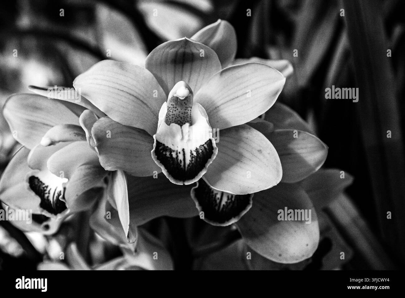 Cliché monochrome en gros plan d'une orchidée en fleur à la réserve naturelle de Baylands à Palo Alto, en Californie. Banque D'Images